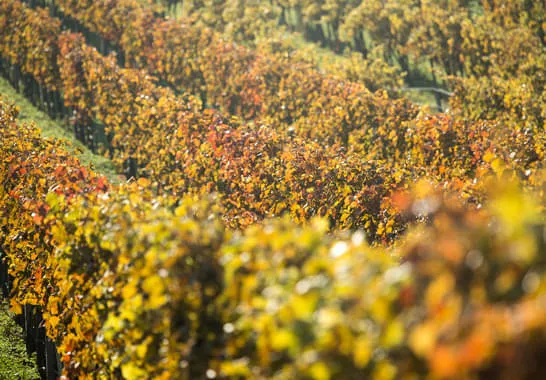 Wein-und-Genussherbst-im-Burgenland Wein-und-Genussherbst-im-Burgenland